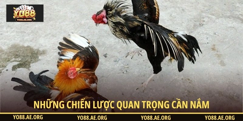 Những chiến lược quan trọng cần nắm