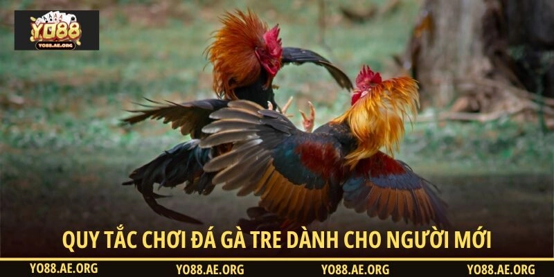 Quy tắc chơi đá gà tre dành cho người mới